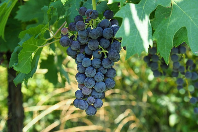 Cacho de uvas
